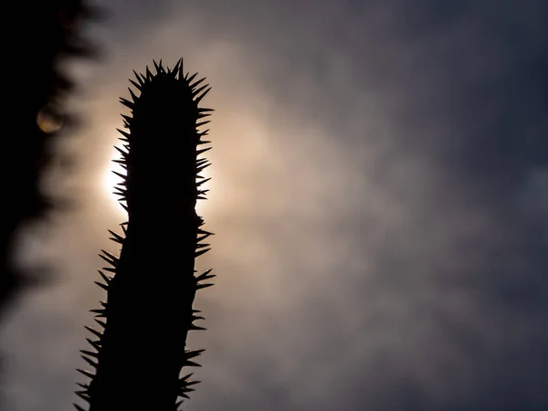 Sziluett Madagaszkár Tenyér Tüskés Sivatagi Növény Kemény Napsütésben Nappal — Stock Fotó