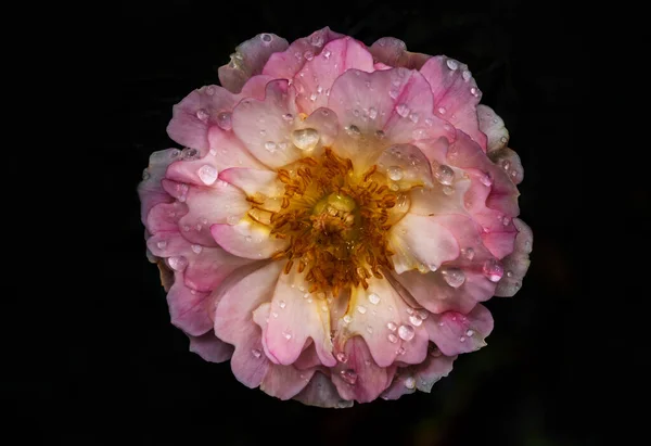 特写精致的 玫瑰花粉和花瓣作为自然背景 — 图库照片