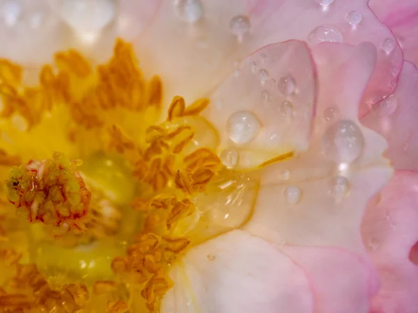 特写精致的 玫瑰花粉和花瓣作为自然背景 — 图库照片