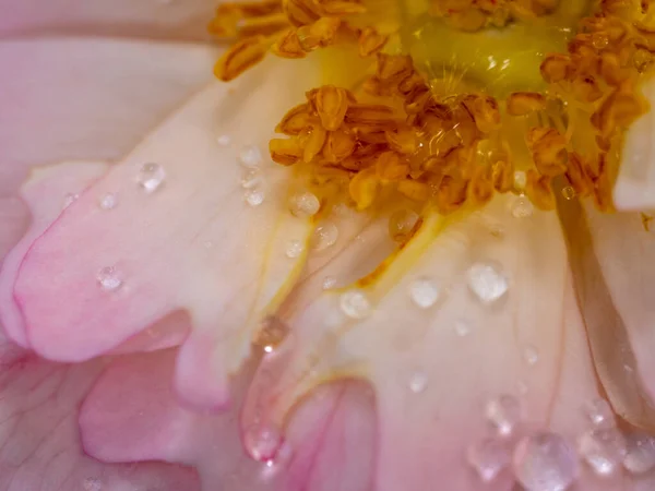 Close Delicate Sea Anemones Rose Pollens Petals Nature Background — Stock Photo, Image