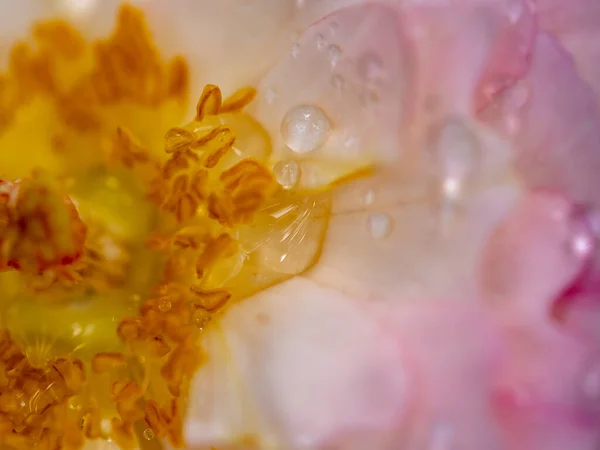 Close Delicado Sea Anemones Pétalas Rosa Como Fundo Natureza — Fotografia de Stock