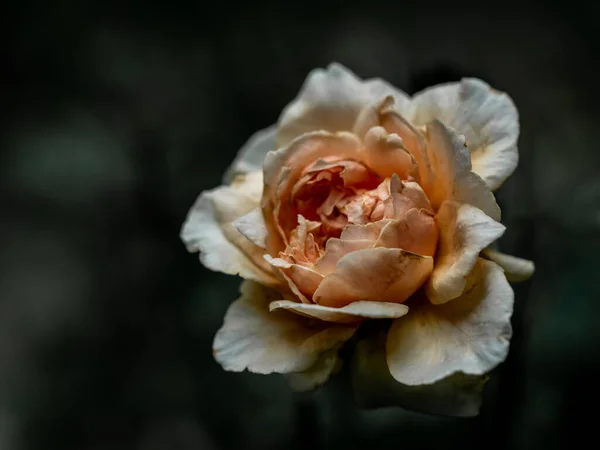 正在凋谢的玛索拉玫瑰的受伤花瓣 图库图片
