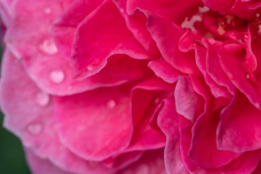 Yakın plan hassas Yuzen gül yaprakları doğa arka planı olarak