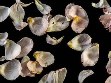 Siyah arka planda solmuş bir gülün yaralı yaprakları