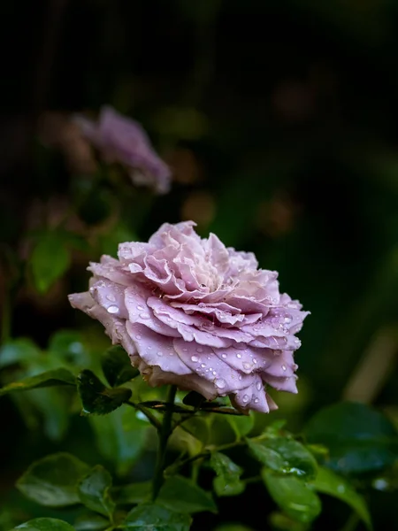 Shape and colors of Princess Kaori roses that blooming