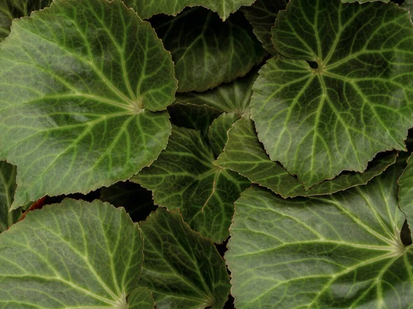 Vollrahmenstruktur Der Begonia Blätter Als Naturhintergrund — Stockfoto
