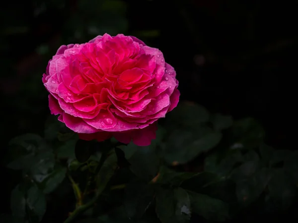 Kształt Kolory Yuzen Róż Które Kwitną Tropikalnych Klimatach — Zdjęcie stockowe