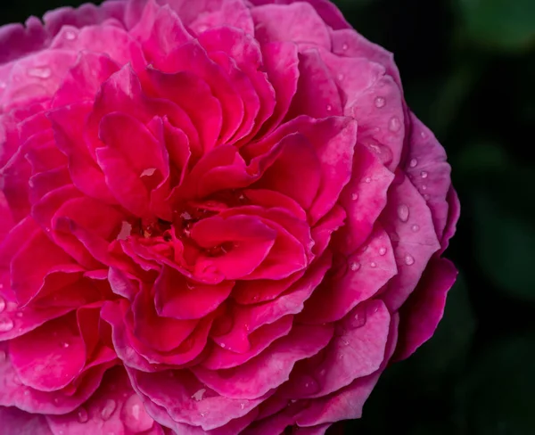 Zbliżenie Delikatne Płatki Róży Yuzen Jako Tło Natury — Zdjęcie stockowe