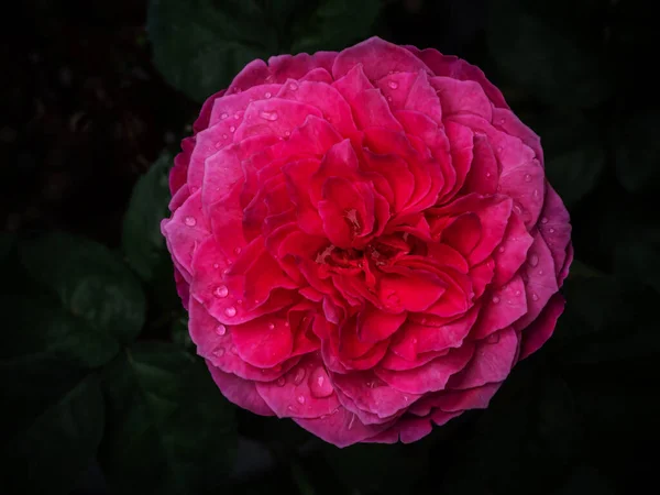 Forma Colores Las Rosas Yuzen Que Comienzan Florecer —  Fotos de Stock