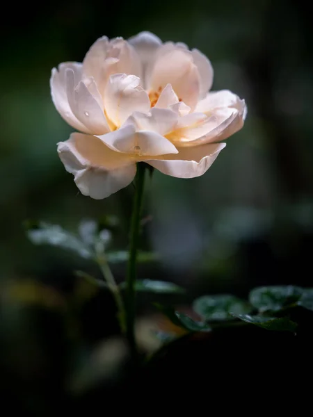 Forma Colores Rosas Ambridge Imperfectas Que Florecen Climas Tropicales —  Fotos de Stock
