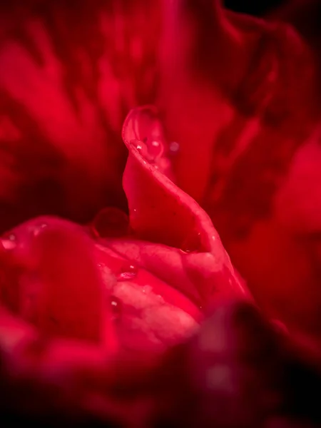 Close Delicate Red Intuition Rose Petals Nature Background — Stock Photo, Image