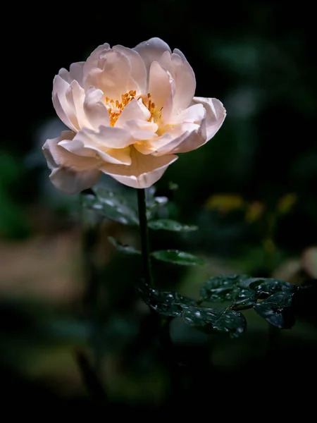 Kształt Kolory Niedoskonałych Róż Ambridge Które Kwitną Tropikalnych Klimatach — Zdjęcie stockowe