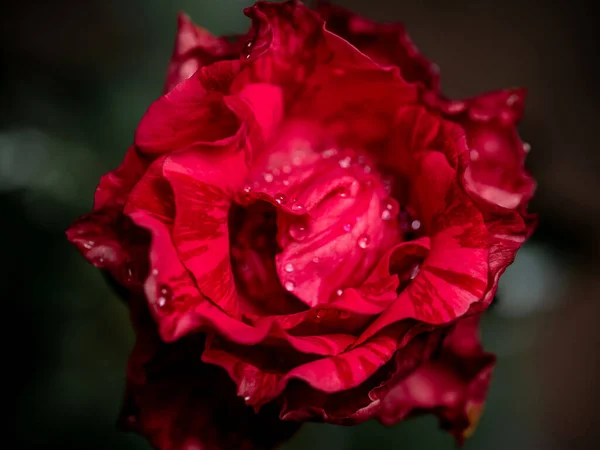Gros Plan Délicat Red Intrusion Pétales Rose Comme Fond Naturel — Photo