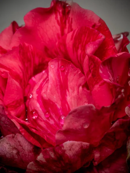 Gros Plan Délicat Rouge Intuition Pétales Rose Comme Fond Naturel — Photo