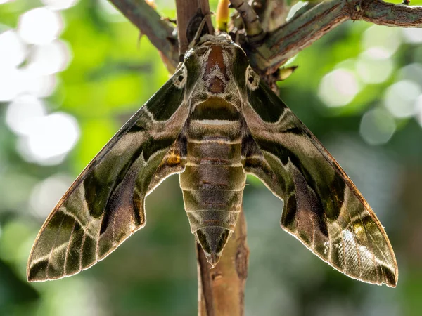 Close Photo Oleander Hawk Moth Perched Branch — Stock Photo, Image