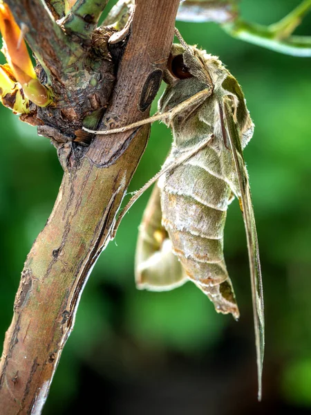 Bir dal üzerine tünemiş bir Oleander Hawk güvesinin yakın plan fotoğrafı.