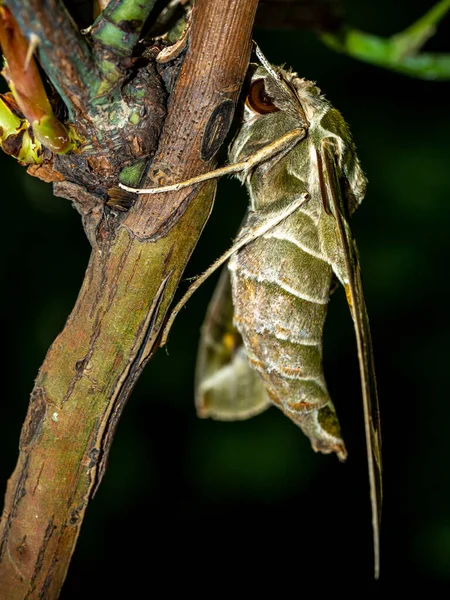 枝にはさまれたオオタカの蛾のクローズアップ写真 — ストック写真