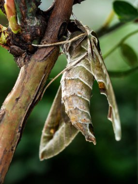Bir dal üzerine tünemiş bir Oleander Hawk güvesinin yakın plan fotoğrafı.
