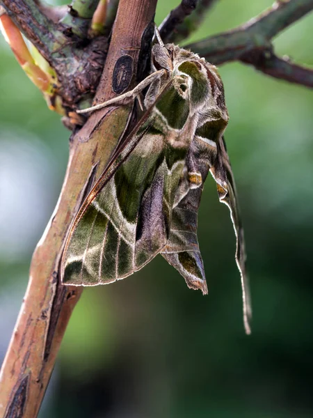 一只Oleander Hawk蛾栖息在树枝上的特写照片 图库图片
