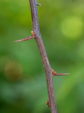 Kağıt çiçek dallarında keskin dikenler
