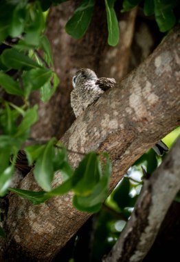 Ağacın dalında bir Genç Zebra Güvercini