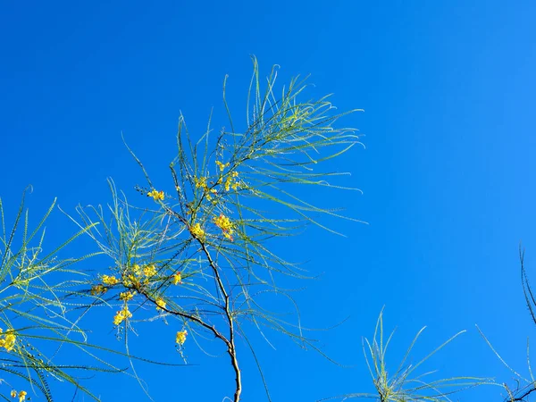 Gelbe Blüten Und Nadelförmige Blätter Von Parkinsonia Aculeata — Stockfoto