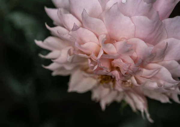 Kształt Kolory Róż Sablier Które Kwitną Tropikalnych Klimatach — Zdjęcie stockowe