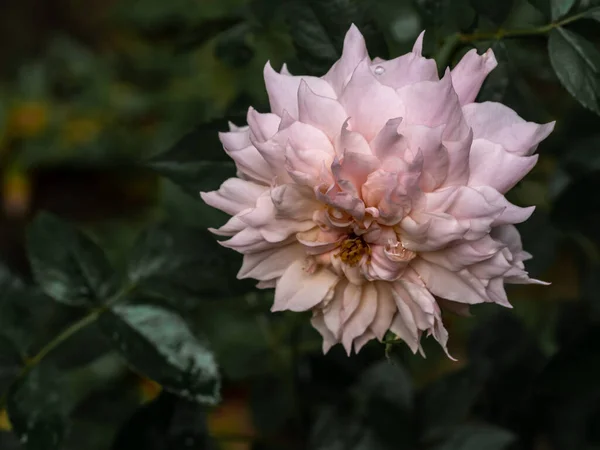 างและส ของดอกก หลาบ Sablier บานสะพร งในภ อากาศเขตร — ภาพถ่ายสต็อก