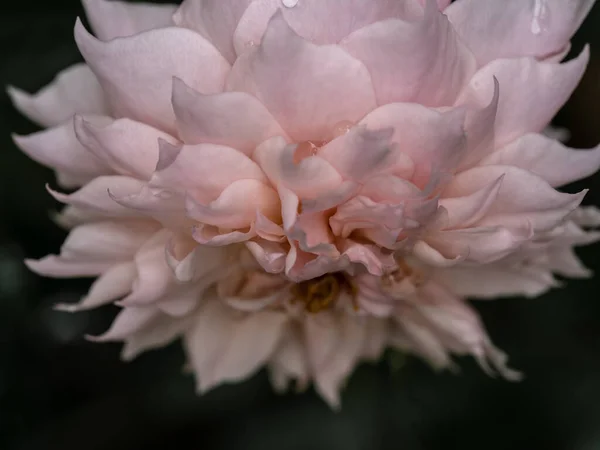 Kształt Kolory Róż Sablier Które Kwitną Tropikalnych Klimatach — Zdjęcie stockowe