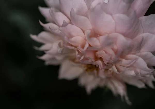 熱帯気候に咲くル サブリエのバラの形と色 — ストック写真