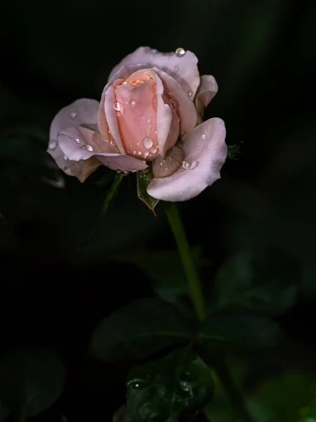 Northanger Abbey Rose Comienza Florecer Los Pétalos Lentamente Florecen — Foto de Stock