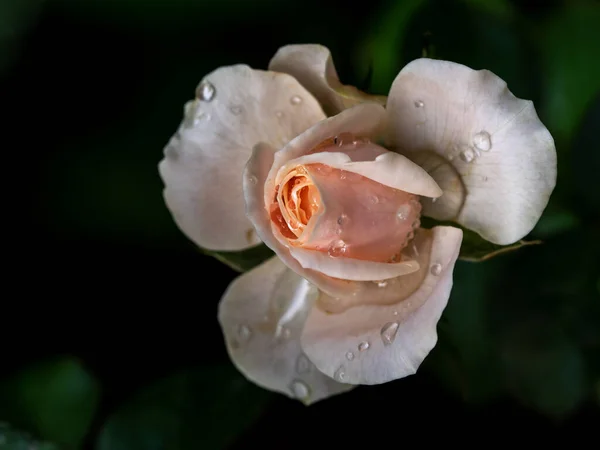 Róża Opactwa Northanger Zaczyna Powoli Kwitnąć — Zdjęcie stockowe
