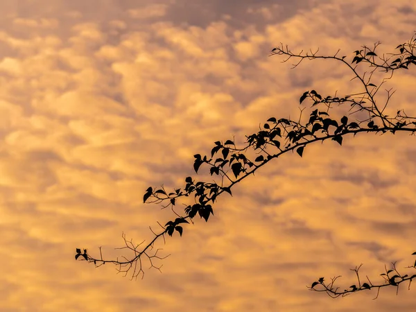 Rama Del Árbol Silueta Las Nubes Esponjosas Flotando Color Vivo — Foto de Stock