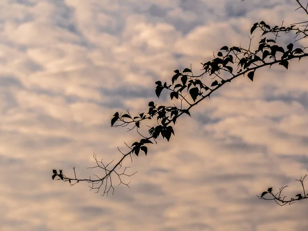 Κλαδί Της Σιλουέτας Και Χνουδωτά Σύννεφα Που Αιωρούνται Στο Ζωηρό — Φωτογραφία Αρχείου