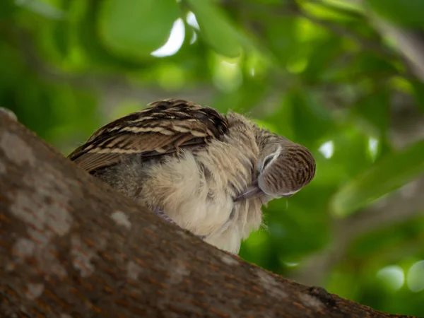 斑马雏鸽在树枝上的活动 — 图库照片