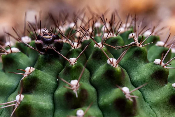 Kaktus Saftig Växt Närbild Fluffiga Tofsar Och Vit Prick Loben — Stockfoto