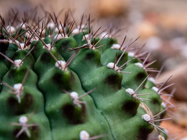 Kaktus Saftig Växt Närbild Fluffiga Tofsar Och Vit Prick Loben — Stockfoto