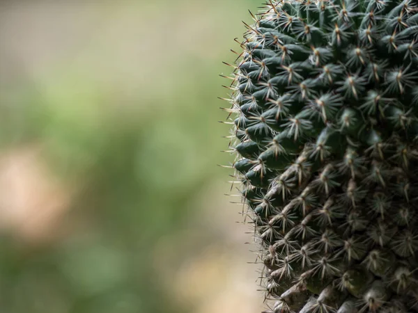Kaktus Saftig Växt Närbild Mammillaria Kaktus — Stockfoto