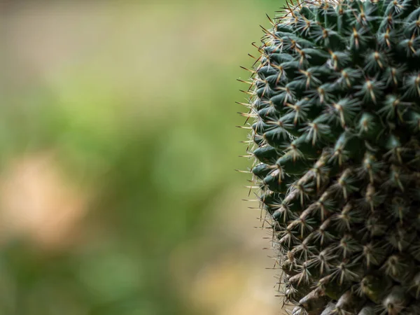 Kaktusz Zamatos Növény Közelről Mammillaria Kaktusz — Stock Fotó