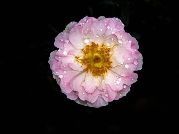 างและส ของดอกก หลาบทะเล Anemones งบานสวนญ หลาบ — ภาพถ่ายสต็อก