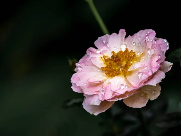 Tvar Barvy Mořských Antén Růží Které Kvetou Japonské Zahradě Růže — Stock fotografie