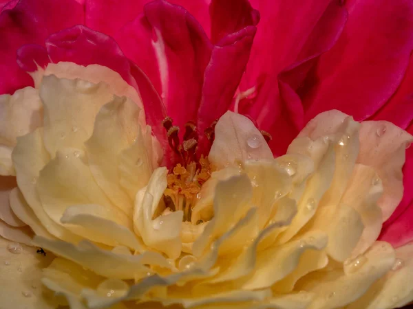 作为自然背景的芙蓉花瓣的特写精致的双色花瓣 — 图库照片