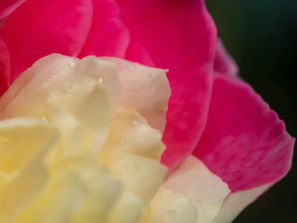 Close Delicate Bicolor Petals Fugetsu Rose Nature Background — Photo