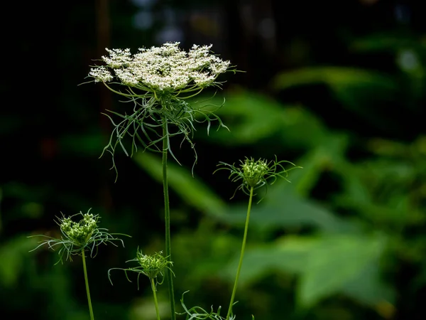 가까이 꽃다발을 이룬다 — 스톡 사진