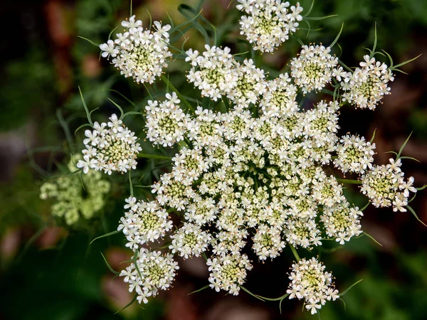 Close Photo Carrot Flower Small White Flowers Forms Dense Bouquets — Stock Photo, Image