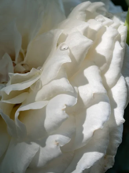 Close Delikatne Księżniczka Miyuki Płatki Róż Jako Tło Natury — Zdjęcie stockowe
