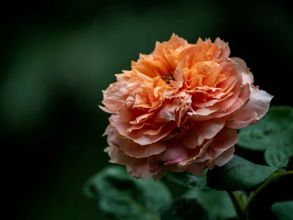 Forma Cores Rosas Moulin Galette Que Florescem — Fotografia de Stock