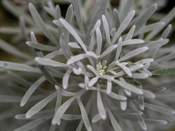 Crossostephium Chinense Gümüş Yaprakları — Stok fotoğraf