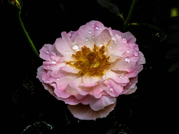 Форма Цвета Роз Морских Анемонов Цветущих Японском Саду — стоковое фото