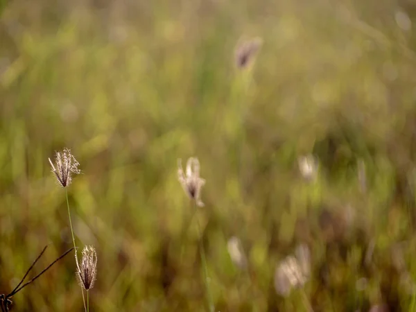 Grass flowers in the field and warm red light in the morning